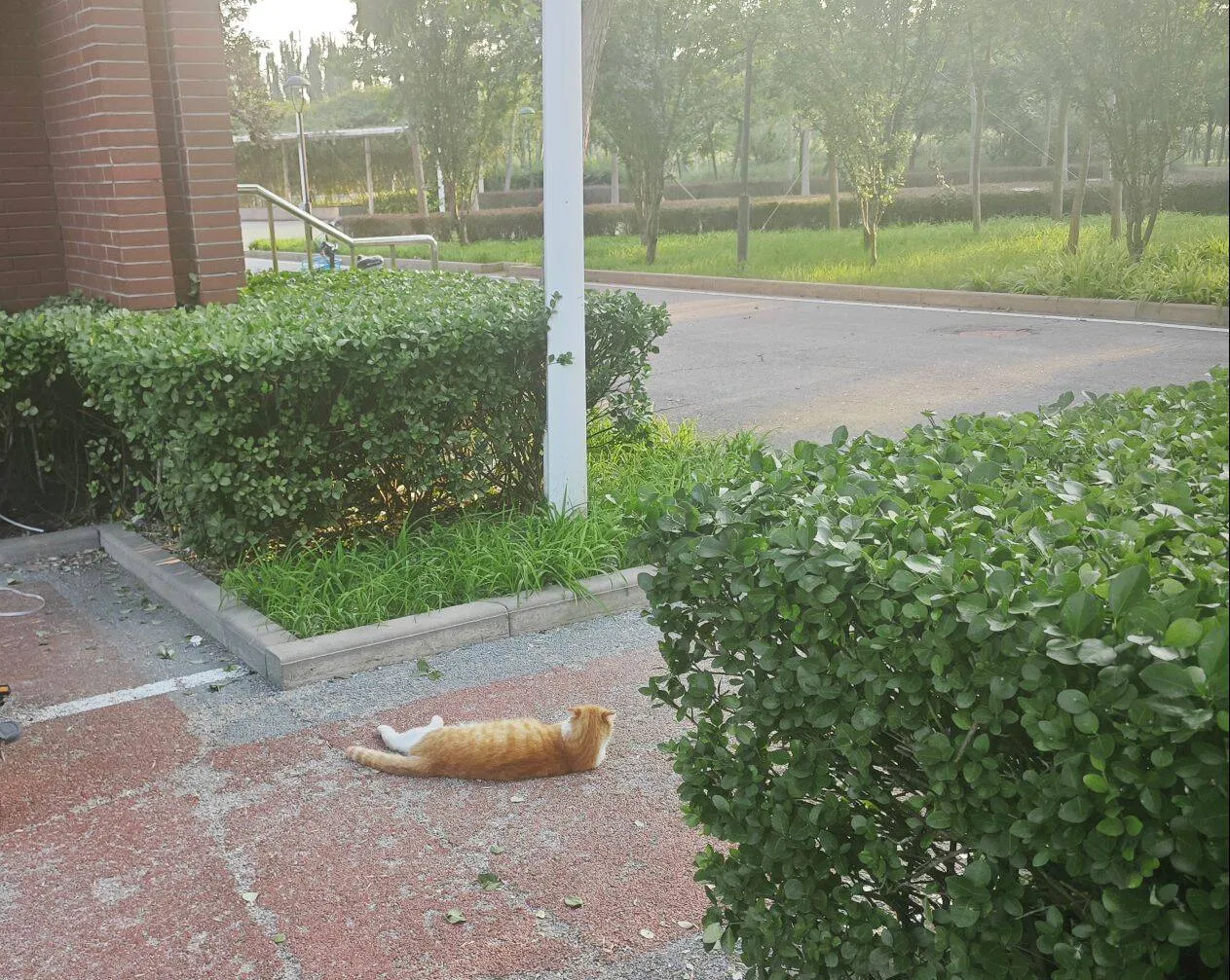 南开校园里的橘猫